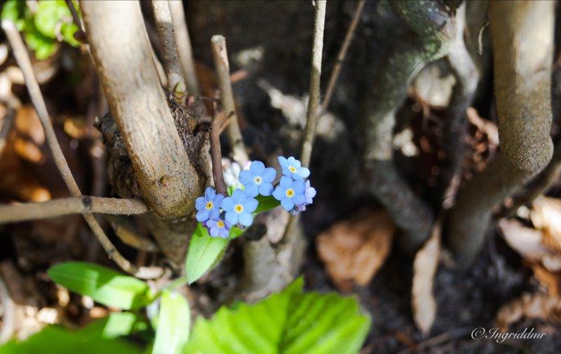 forget me not