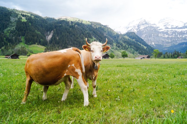 Swiss cows