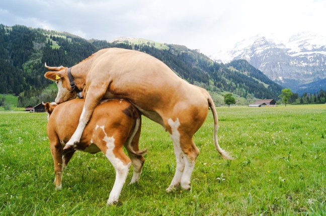 Swiss cows
