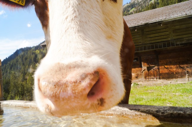 Swiss cows