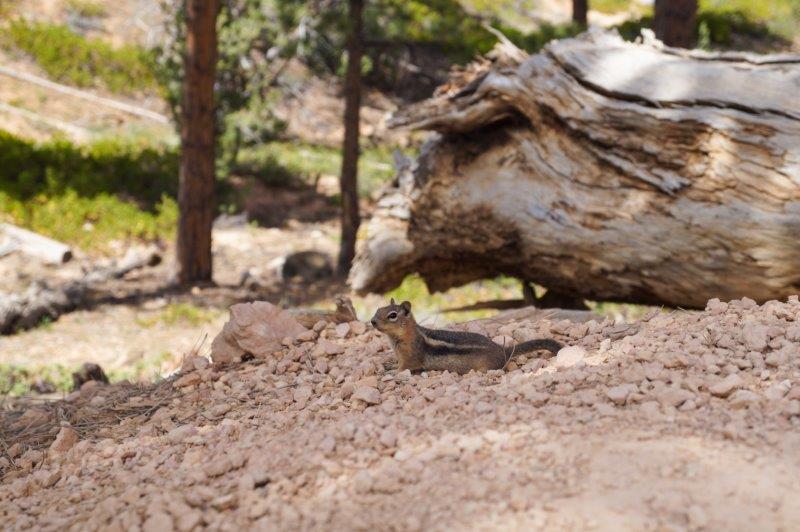 Bryce NP