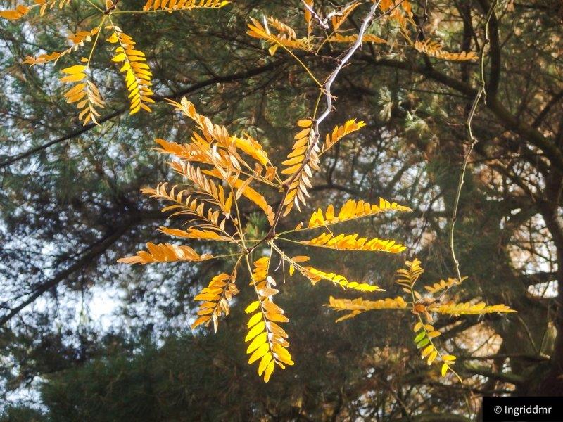 wishing on a star, golden