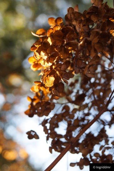 Hydrangea glow