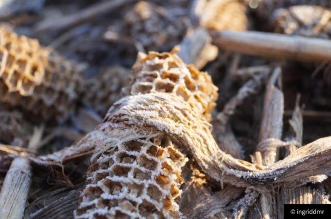 corn frost