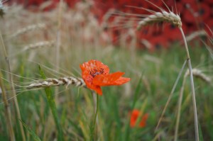 Tervuren poppy installation