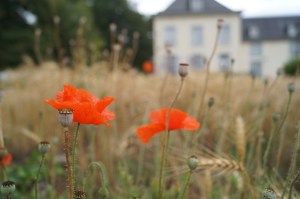 Tervuren poppy installation