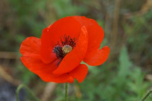 Tervuren poppy installation
