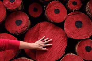 Tervuren poppy installation