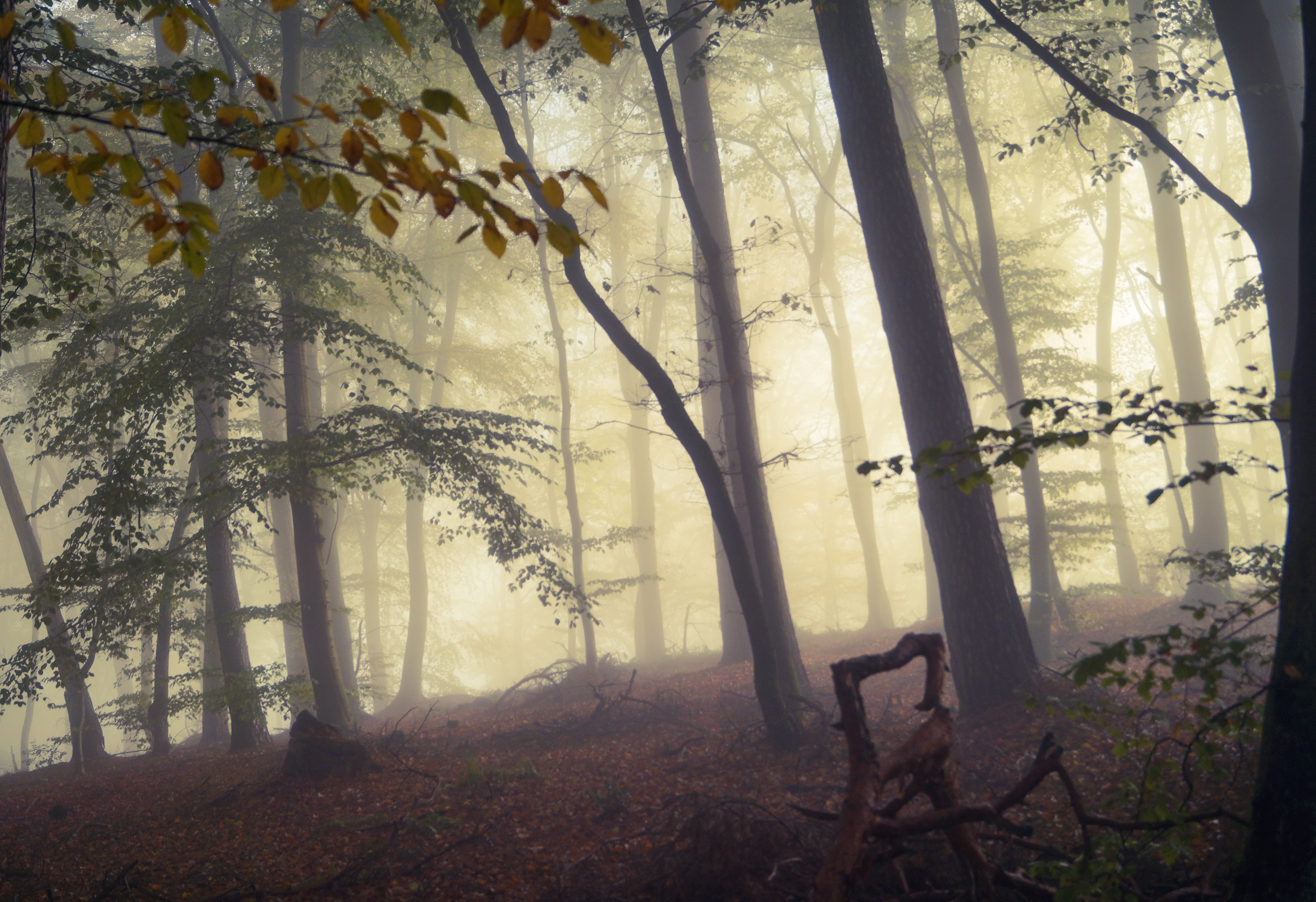 Foggy morning Grundhof Luxemburg