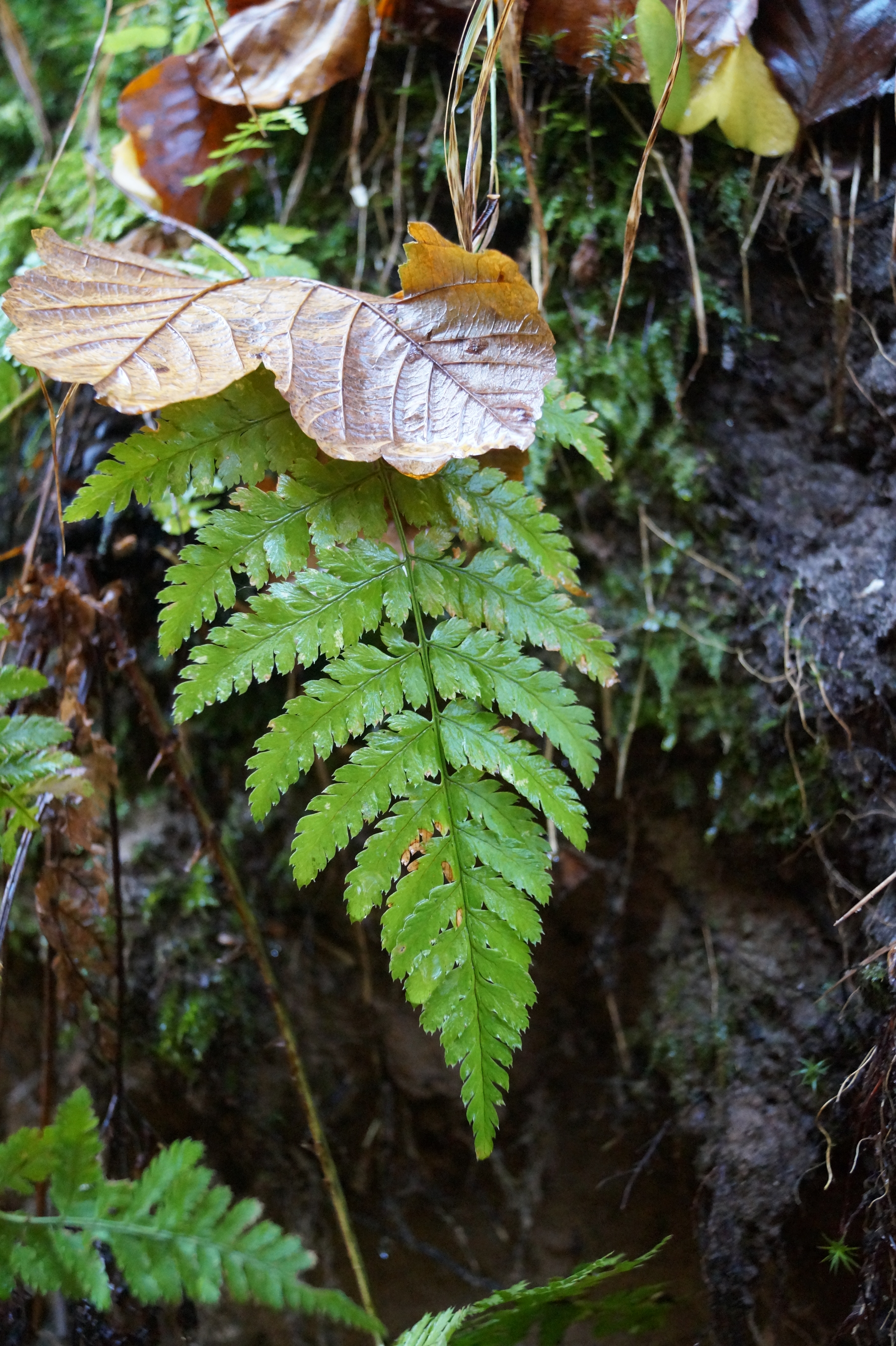 Berdorf Müllerthal Luxemburg