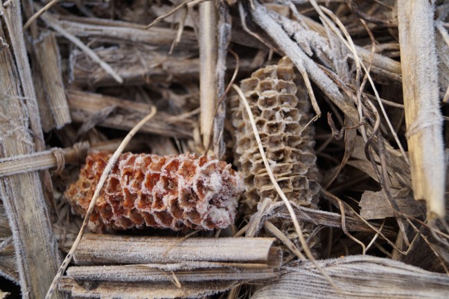 Frozen field February