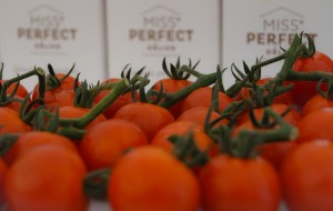 Hoogstraten Belgian tomatoes