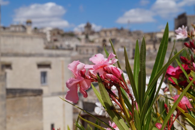 flowers Matera Basilicata Italy sassi