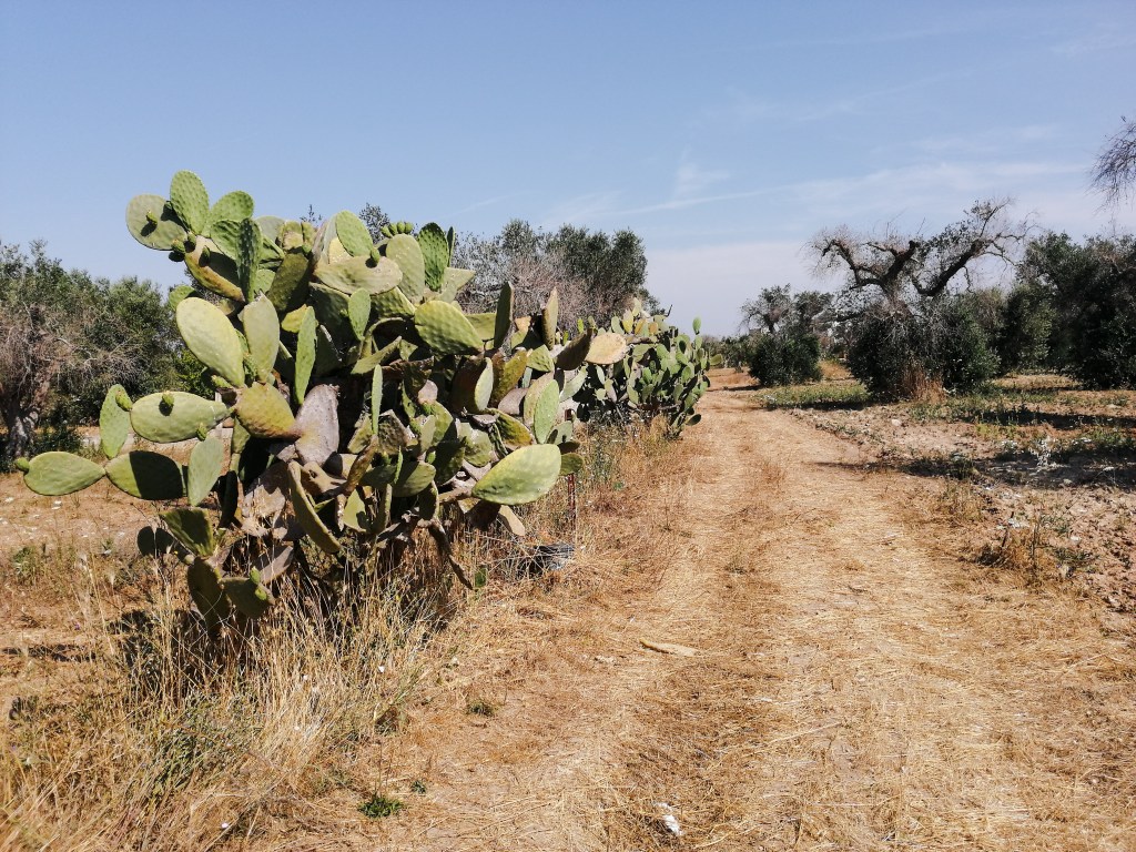 Li Calizzi Novoli Puglia