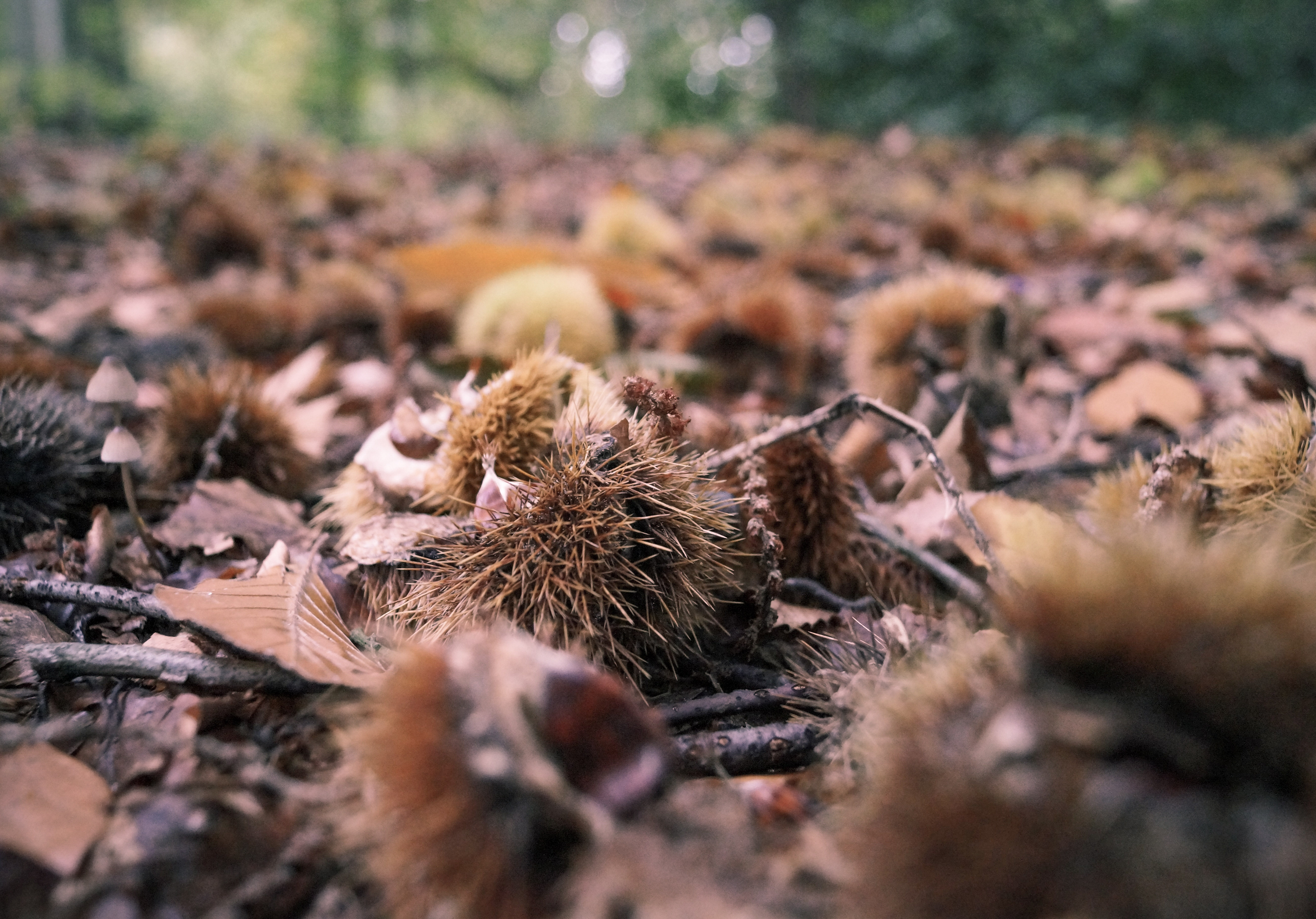 chestnuts Fall