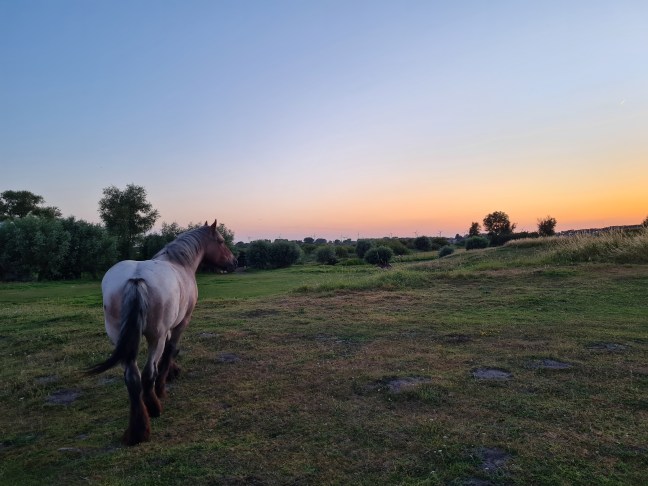 Horse looking at sun going down over rural landscape