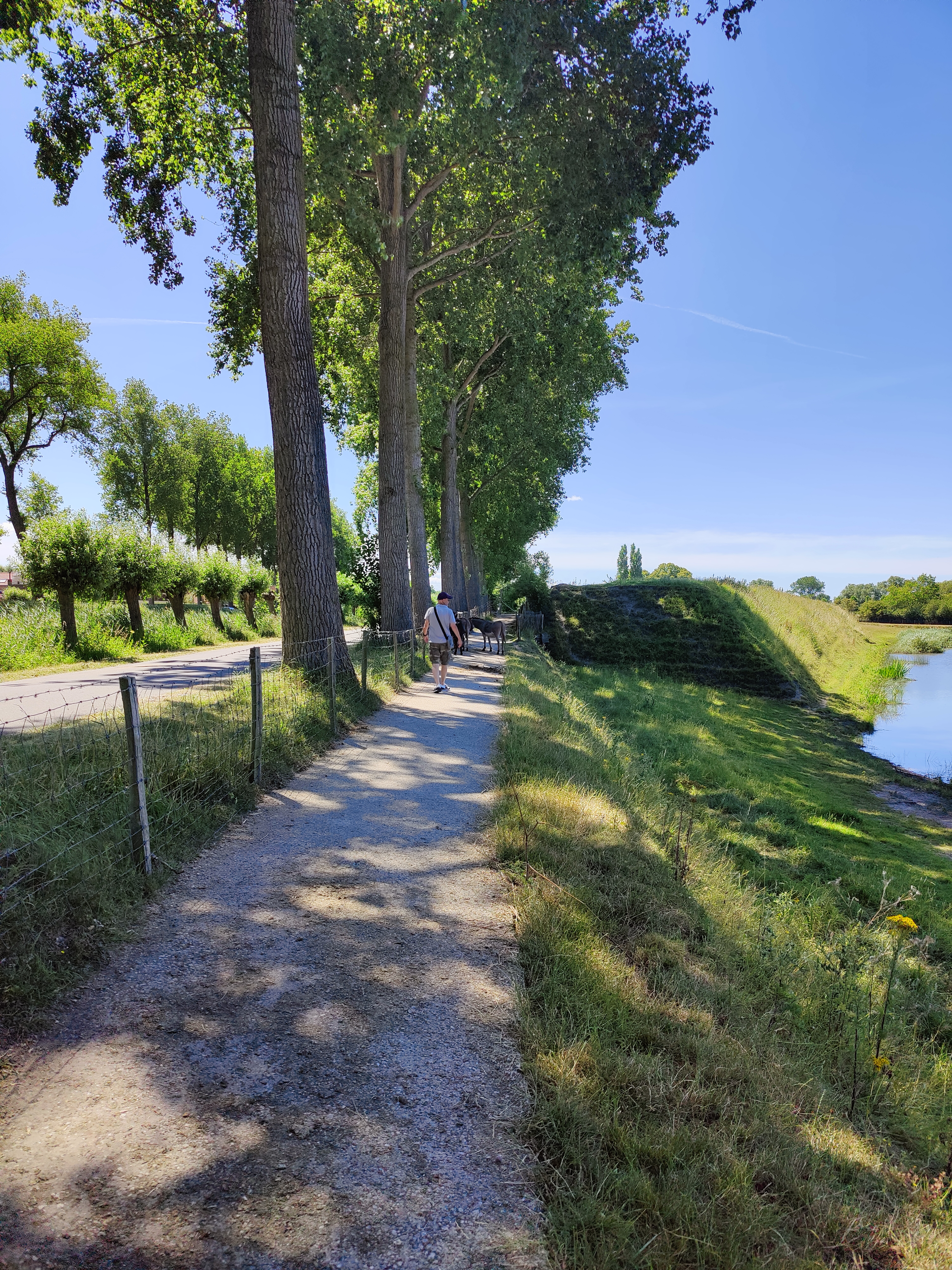 man on hiking trail on path with donkeys in green Damme