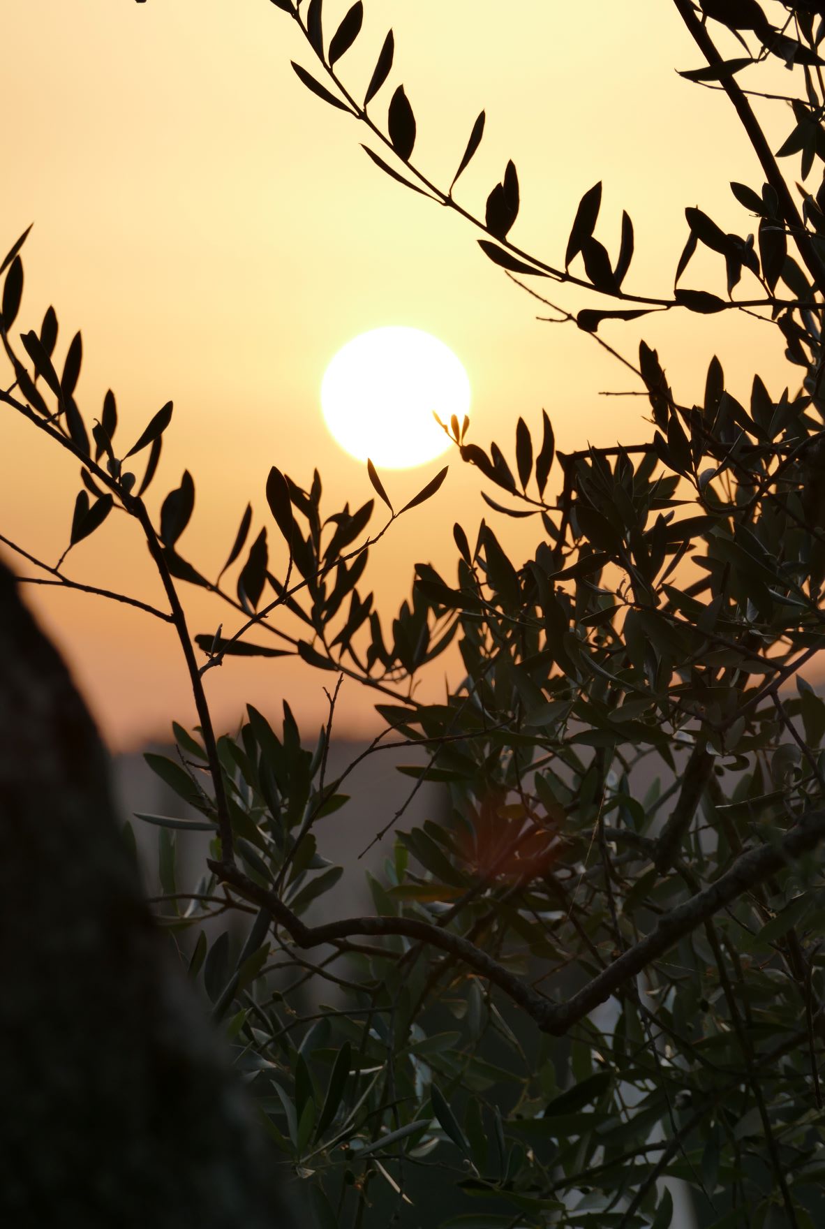 orange sunset behind olive tree branches
