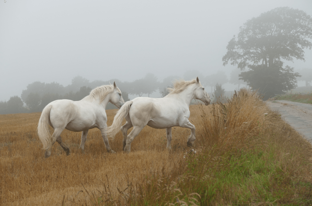 wild white horses in misty field